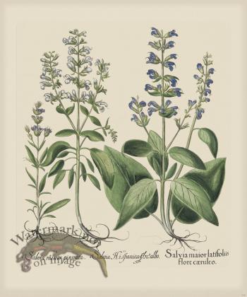 Besler 238 Colored  B2